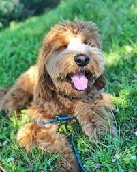 Teacup puppies for sale in ohio. Best Labradoodle Breeders In Ohio Top 6 Picks We Love Doodles