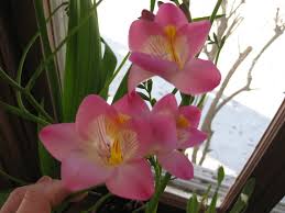 Image result for Freesia