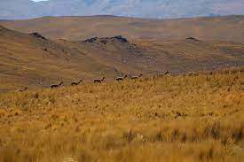 En la actualidad casi no se encuentra ganado ovino dentro de la reserva, ha quedado ganado vacuno y caballos cimarrones que sirven de alimento al cóndor andino y otras especies de fauna nativa. Sernanp ×'×˜×•×•×™×˜×¨ Buenanoticiaanp Desde Hoy Cusco Cuenta Con Dos Nuevas Areas De Conservacion Privada Pumawasi Y Kuntur Wachana Con Su Reconocimiento Se Conservan Los Ecosistemas De Pajonal Andino Y Bosques De Quenuales