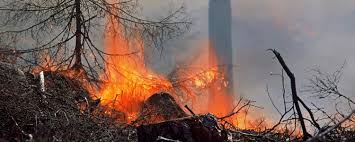 Vissa är anlagda, medan andra är naturliga. Skogsstyrelsen Skogen Kan Gynnas Av Brand