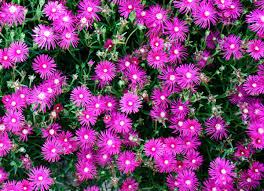 Take your cuttings and remove lower leaves, exposing at least 1 node. Low Maintenance Plants 30 Easy Options For Your Garden Bob Vila