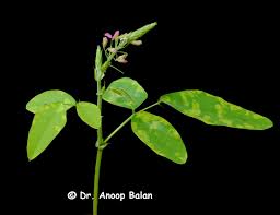 Image result for Desmodium tortuosum