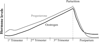 Estrogen And Progesterone Levels During Pregnancy And After