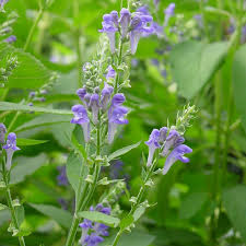 Image result for Scutellaria violascens