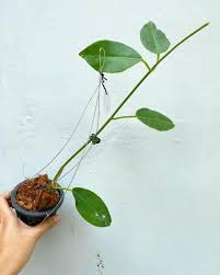 Let us also look at lauterbachii in particular. Hoya Lauterbachii Plant Gardening Plants On Carousell