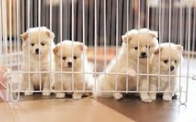 Hello and welcome to puppies online! Stricter Rules For Online Puppy Sales Rnz News