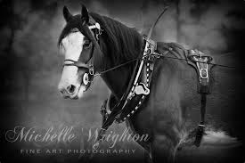 clydesdale black and white horse