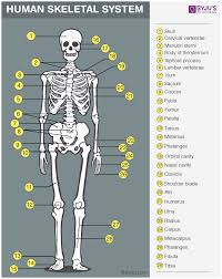 It provides structure to the body, and each bone has a distinct purpose. Skeletal System Anatomy Physiology Of Human Skeletal System