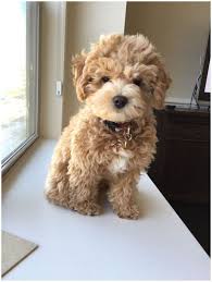 Pin By Masal On Girly Wishlist In 2020 Cute Puppy Pictures Cockapoo Dog Cute Puppies