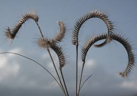 Image result for Ctenium concinnum