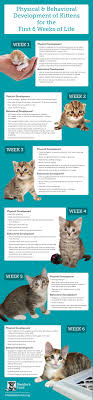 I'm a sweet 9 week old boy. Physical And Behavioral Development Of Kittens For The First Six Weeks Of Life