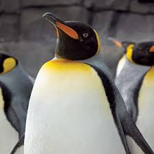 These amazing birds inhabit… africa, but only its a penguin's warming fat helps them to live in the cold antarctic. Penguins Newport Aquarium