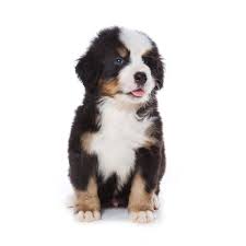 Bel ons even op het nummer: Berner Sennen Hondenfokker Houssin Kuurne Puppy S Te Koop Pup Te Koop Hondenkweker Hondenkwekerij Rashonden