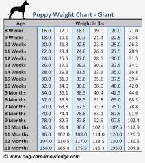 77 Veracious Doberman Pinscher Puppy Growth Chart