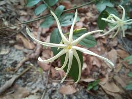 Image result for Jasminum streptopus