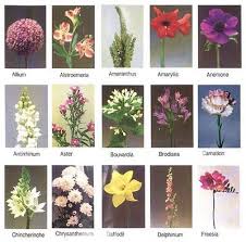 Pink is a color that symbolizes harmony and affection! Flower Names Flower Names Beautiful Flower Names Flower Identification