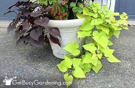 I read somewhere that you can bring your sweet potatoe vine plants in for the winter in water or dirt. Overwintering Sweet Potato Vine Indoors Get Busy Gardening