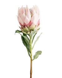 Faux King Protea Stem King Protea Flora Botanica Protea