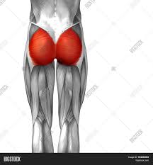 Muscles of the upper and lower between the tendons is a space called the popliteal fossa, with a small fat pad. Concept Conceptual 3d Image Photo Free Trial Bigstock