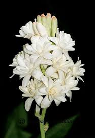 Image result for Polianthes tuberosa