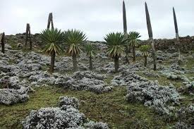 Image result for Girardinia bullosa