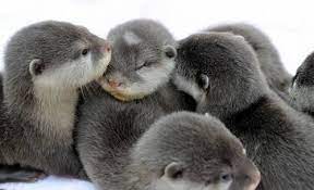 Pin On Stupidly Cute Animals