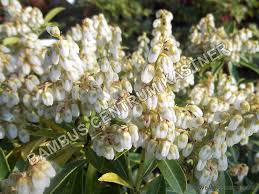 Image result for Pieris japonský debutante obrázek