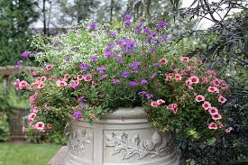 Jun 01, 2021 · actual flowering slows down in shrubs during summer, but many flash brilliant fall colors to make up for any lack of blooms. How To Keep Flower Pots Vibrant In The Heat Of Summer Preen