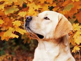We did not find results for: Labrador Retriever In Autumn Illinois Naturepl Superstock Labrador Retriever Labrador Dog Retriever Puppy