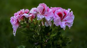 Image result for Pelargonium domesticum round-leaved bushy
