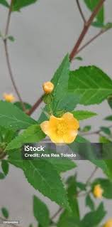 Image result for Sida acuta