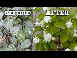 We don't ship to california, texas, louisiana and arizona. Jasmine Plant Not Flowering How To Get More Flowers On Jasmine Plant Youtube