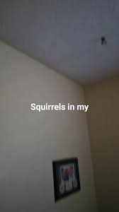 I can't wait until we can get these things out of my attic. The scratching  drives me crazy #fyp #squirrelsoftiktok #squirrelsintheattic #squirrels  #safecatch #squirrels