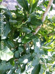 Image result for Pseudospondias