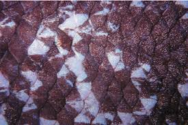 Jun 17, 2021 · scientists have calculated that the coelacanth, a giant weird fish from the time of dinosaurs, can live to be 100 years old. Shown Is A Photograph Of The Scales Of The Second Known Coelacanth Download Scientific Diagram