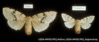 They can be found on tree trunks, outdoor furniture, and a home's siding. Asian Gypsy Moth Washington State Department Of Agriculture