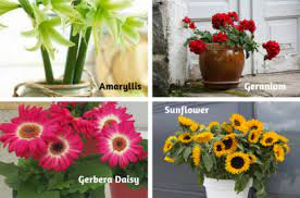 We did not find results for: Big Blooms For Small Containers Flowers Gardening Blooming Secrets