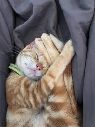 My Handsome Boy Having A Nap
