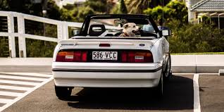 Australia a country with one of the highest rates of pet ownership in the world. Dog Car Harness And Restraints The Best Pet Seat Belts Carsguide