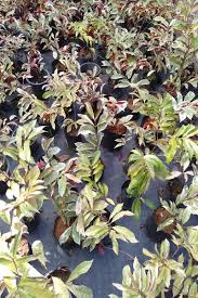 Image result for Excoecaria