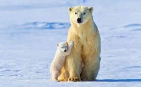Resultado de imagen para animales