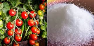 Soaking your toes can actually increase the risk of foot problems and lead to severe. Application Uses Benefits Of Epsom Salt On Plants Agri Farming