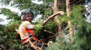 With many years of experience in the industry, we have the aggregate skill and knowledge to deliver superior quality results. Save N Cut Tree Trimming Services Boerne Tx