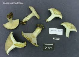 Image result for Lactarius mutabilis