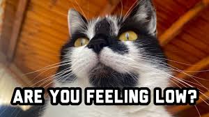 Are there any memes that are true about cats? My Cat Wants To Make You Feel Better The Only Motivation You Need During The Coronavirus Youtube