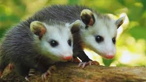 Now, only a small area of the platte river in nebraska can accommodate all of them. Opossums These Misunderstood Marsupials Clean Up Our Yards And Even Help Fight Lyme Disease Nature Of Things