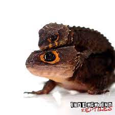 Skinks For Sale - Underground Reptiles Red Eyed Crocodile Skink Crocodile Skink Cute Reptiles