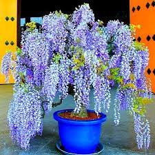 Smartseeds Wisteria Tree Flowering Trees Flowers Perennials