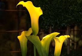 A dormant calla lily is no longer growing, so it is safe to dig up. Shop Calla Lily Captain Morelli 1 Bulb And Other Seeds At Harvesting History