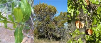 Image result for Searsia leptodictya